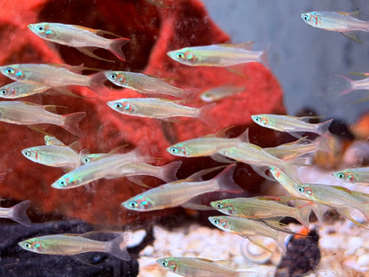 Filigran Regenbogenfisch Iriatherina werneri