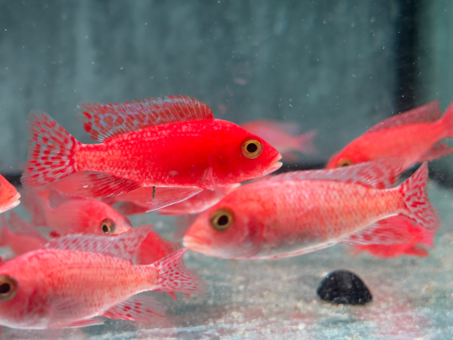 Fire Red Kaiserbuntbarsch Aulonocara sp. Fire Red