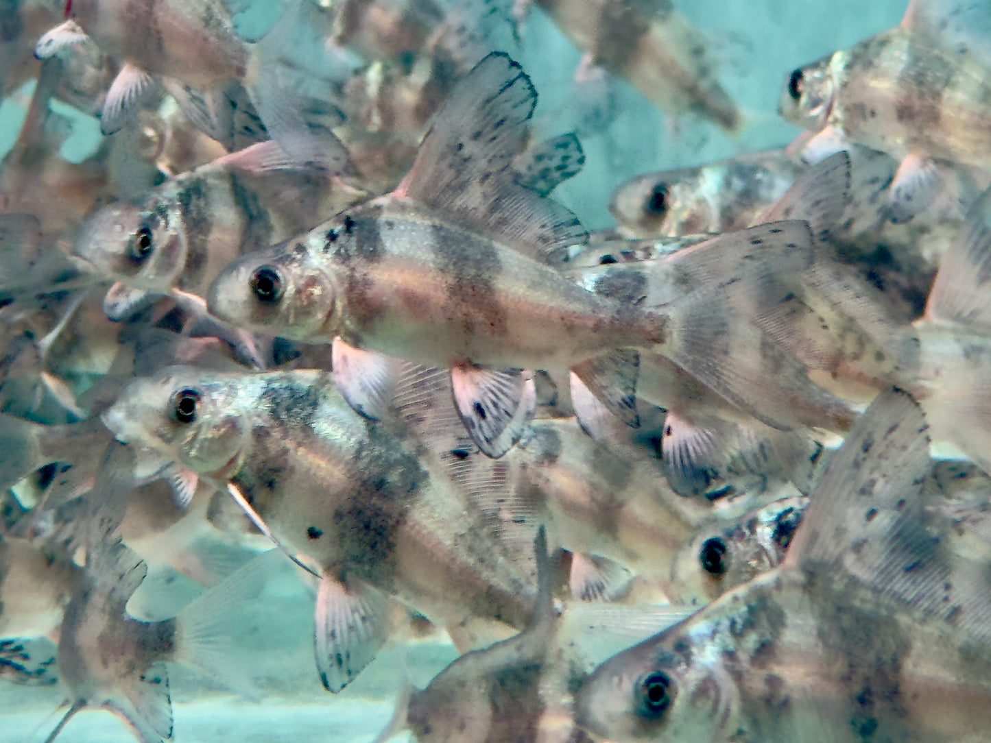 Fledermausfisch I Wimpelkarpfen Myxocyprinus asiaticus