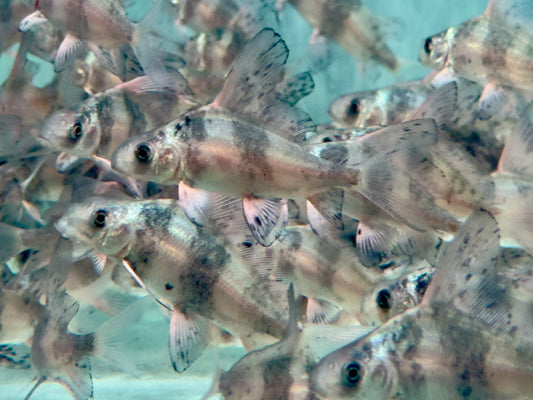 Fledermausfisch I Wimpelkarpfen Myxocyprinus asiaticus