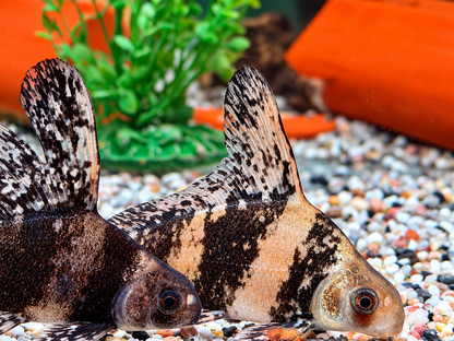 Fledermausfisch I Wimpelkarpfen Myxocyprinus asiaticus ca. 8-10 cm