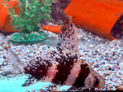 Fledermausfisch I Wimpelkarpfen Myxocyprinus asiaticus ca. 9-10 cm