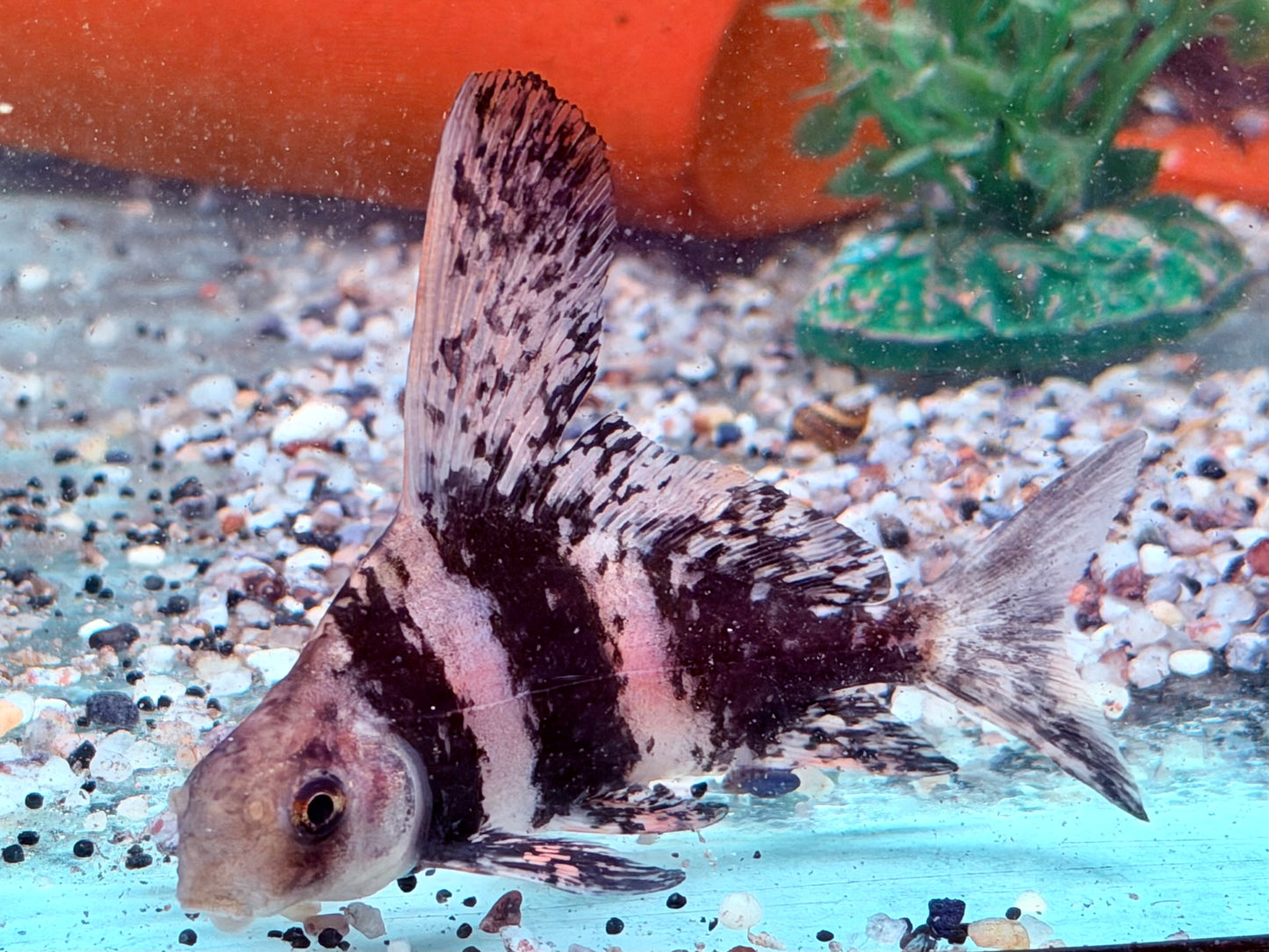 Fledermausfisch I Wimpelkarpfen Myxocyprinus asiaticus ca. 9-10 cm