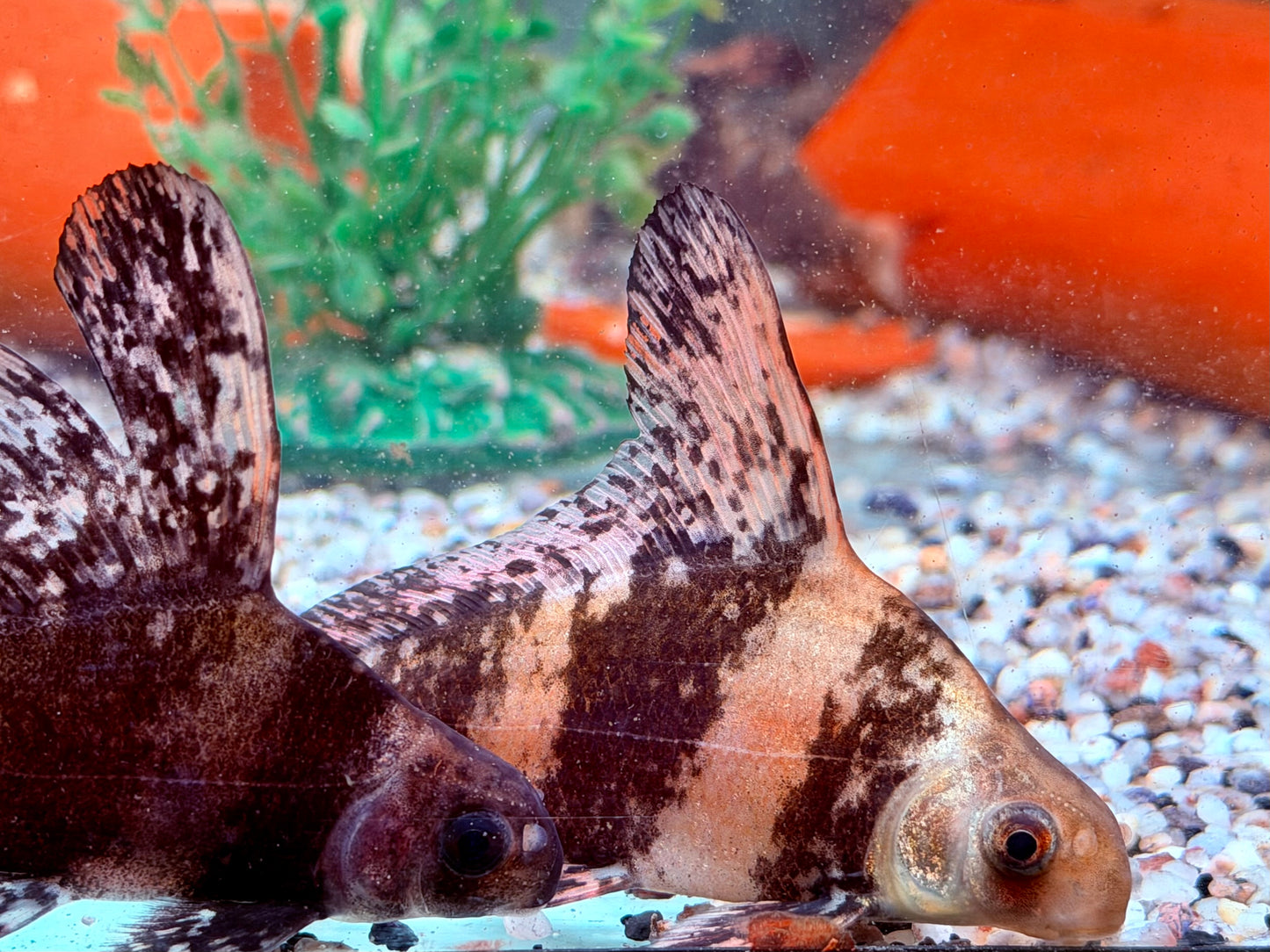 Fledermausfisch I Wimpelkarpfen Myxocyprinus asiaticus ca. 9-10 cm
