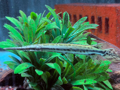 Florida-Knochenhecht Lepisosteus platyrhincus ca. 10 cm