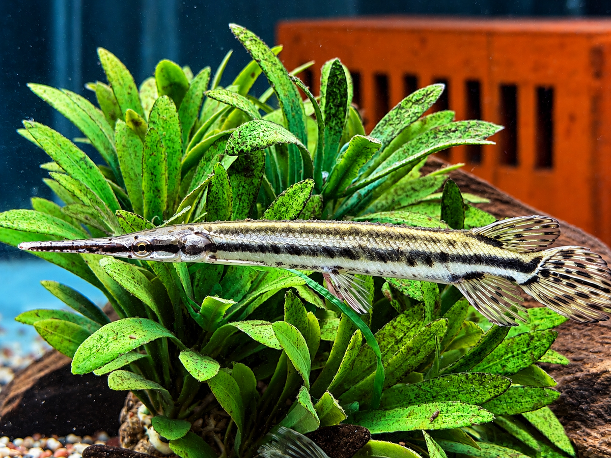 Florida-Knochenhecht Lepisosteus platyrhincus ca. 10 cm