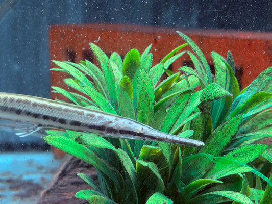 Florida-Knochenhecht Lepisosteus platyrhincus ca. 10 cm