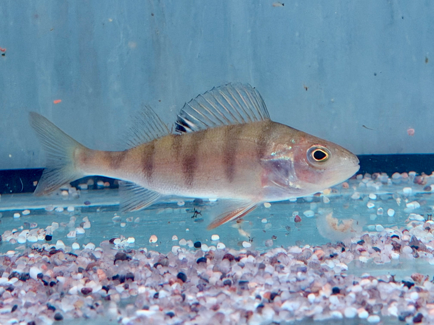 Flussbarsch Perca fluviatilis 7-10 cm
