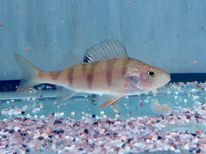 Flussbarsch Perca fluviatilis 7-10 cm