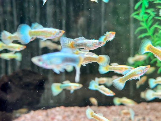 Full Golden Guppy Poecilia reticulata Männchen