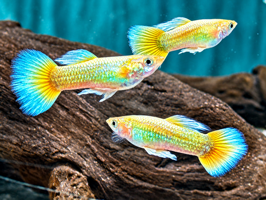 Full Golden Guppy Poecilia reticulata Männchen