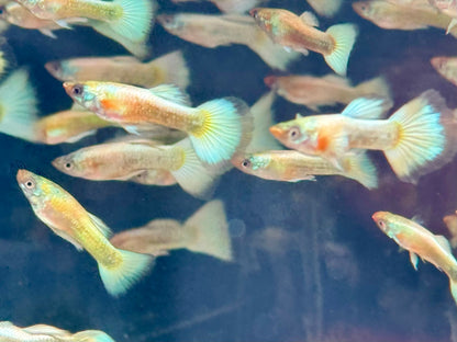 Full Golden Guppy Poecilia reticulata Männchen
