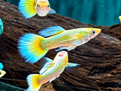 Full Golden Guppy Poecilia reticulata Männchen