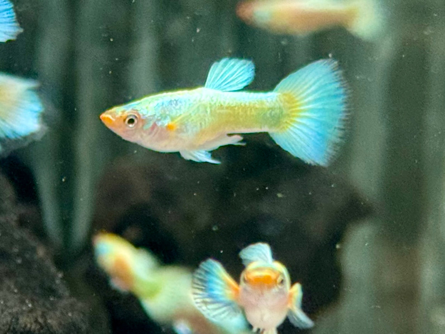 Full Golden Guppy Poecilia reticulata Männchen