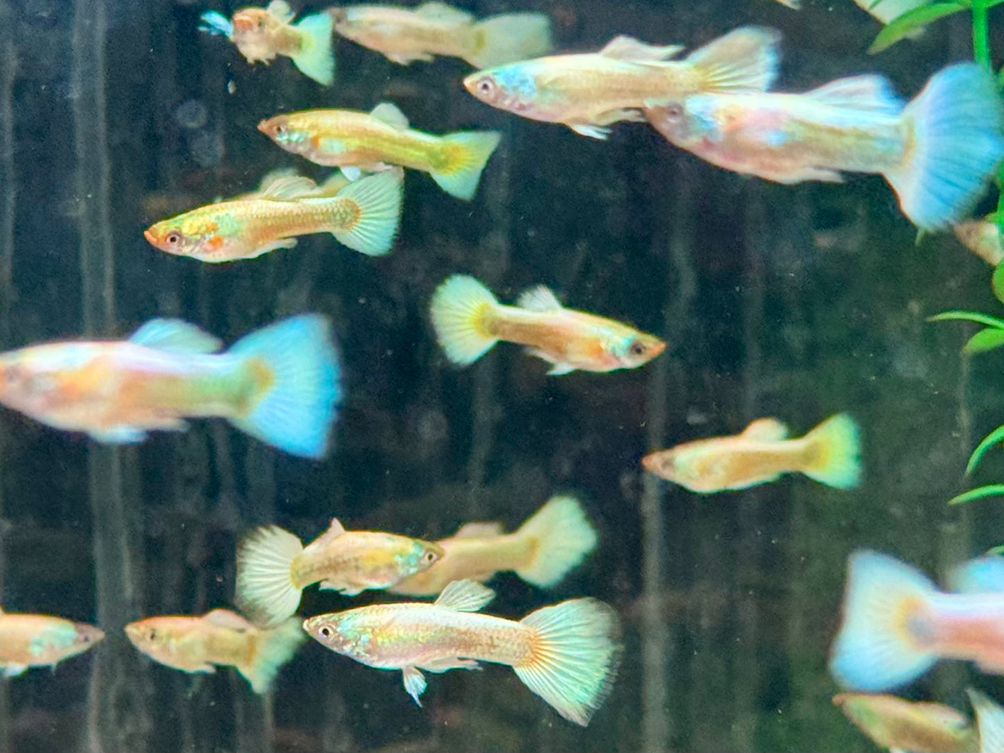 Full Golden Guppy Poecilia reticulata Männchen