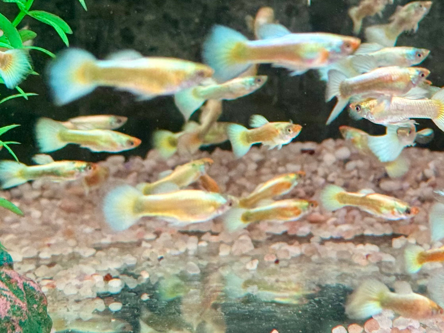 Full Golden Guppy Poecilia reticulata Männchen