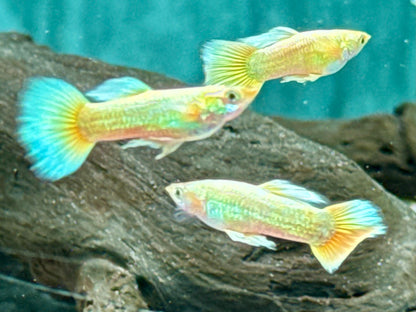 Full Golden Guppy Poecilia reticulata Männchen