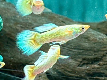 Full Golden Guppy Poecilia reticulata Männchen