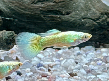 Full Golden Guppy Poecilia reticulata Männchen