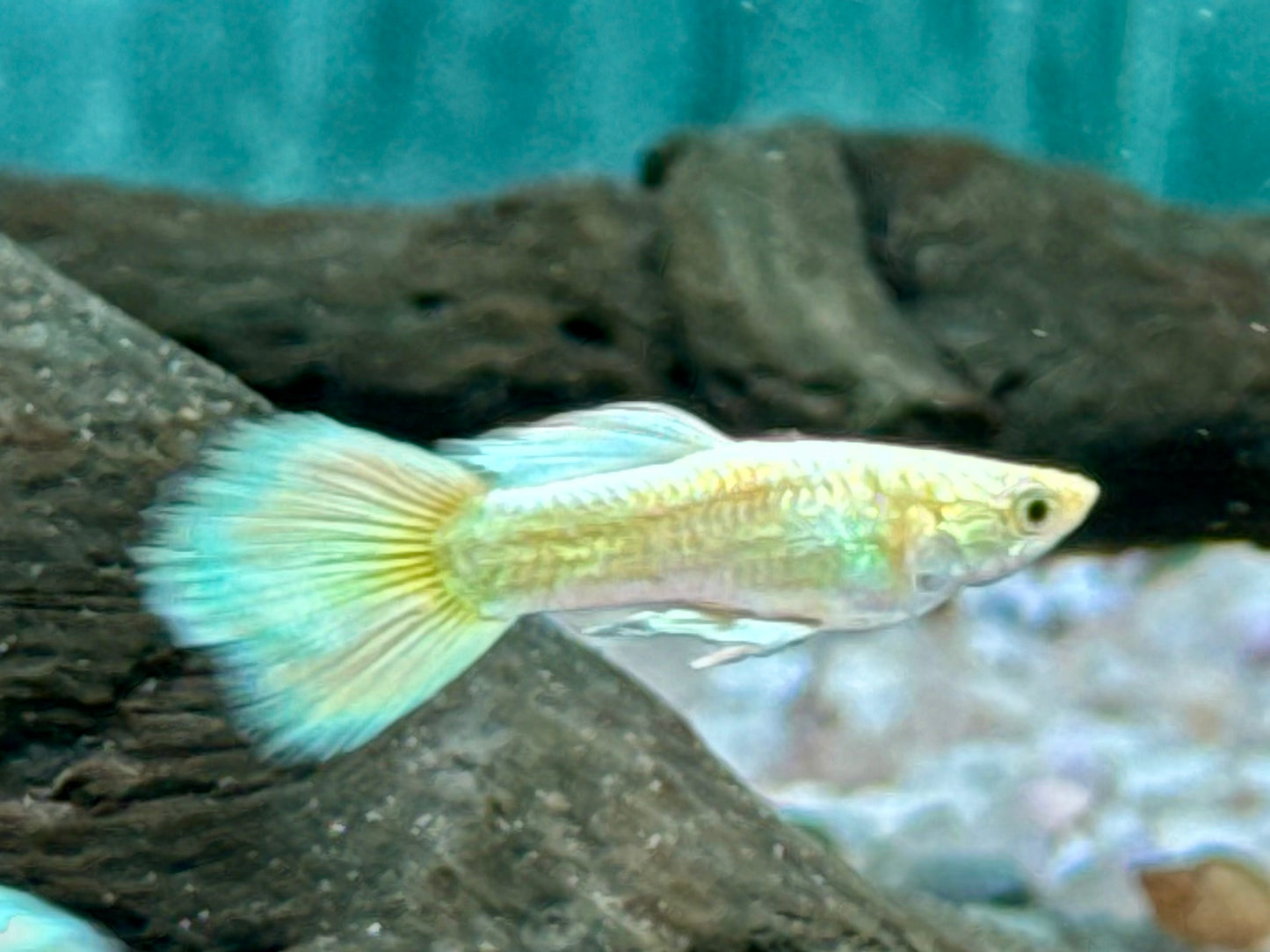 Full Golden Guppy Poecilia reticulata Männchen