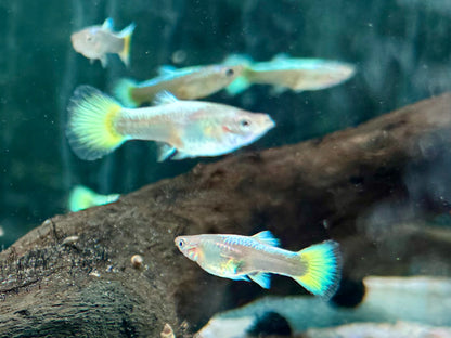 Full Golden Guppy Poecilia reticulata Weibchen