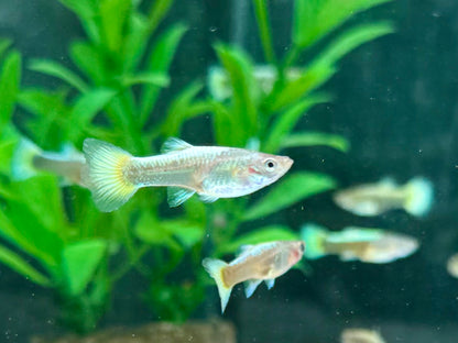 Full Golden Guppy Poecilia reticulata Weibchen