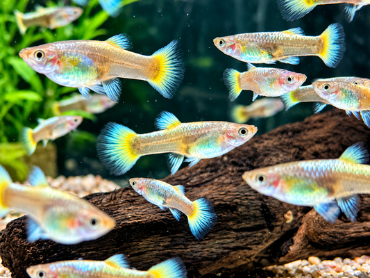 Full Golden Guppy Poecilia reticulata Weibchen