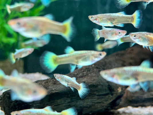 Full Golden Guppy Poecilia reticulata Weibchen