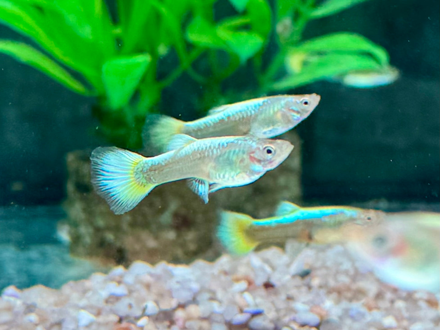 Full Golden Guppy Poecilia reticulata Weibchen