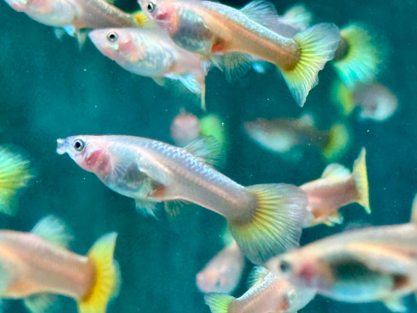 Full Golden Guppy Poecilia reticulata Weibchen