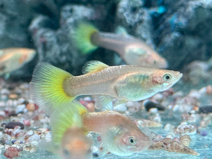 Full Golden Guppy Poecilia reticulata Weibchen