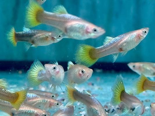 Full Golden Guppy Poecilia reticulata Weibchen