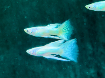 Full Golden Ribbon Guppy Poecilia reticulata Männchen
