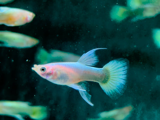 Full Golden Ribbon Guppy Poecilia reticulata Weibchen