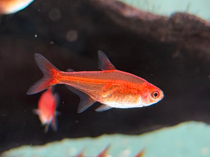 Funkensalmler / Feuertetra Hyphessobrycon amandae