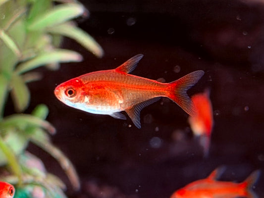 Funkensalmler / Feuertetra Hyphessobrycon amandae