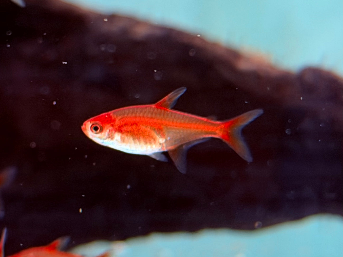Funkensalmler / Feuertetra Hyphessobrycon amandae