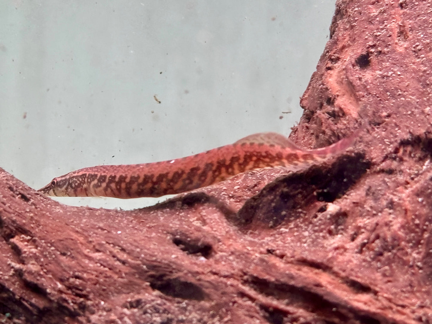 Gürtelstachelaal Macrognathus circumcinctus
