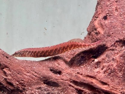 Gürtelstachelaal Macrognathus circumcinctus