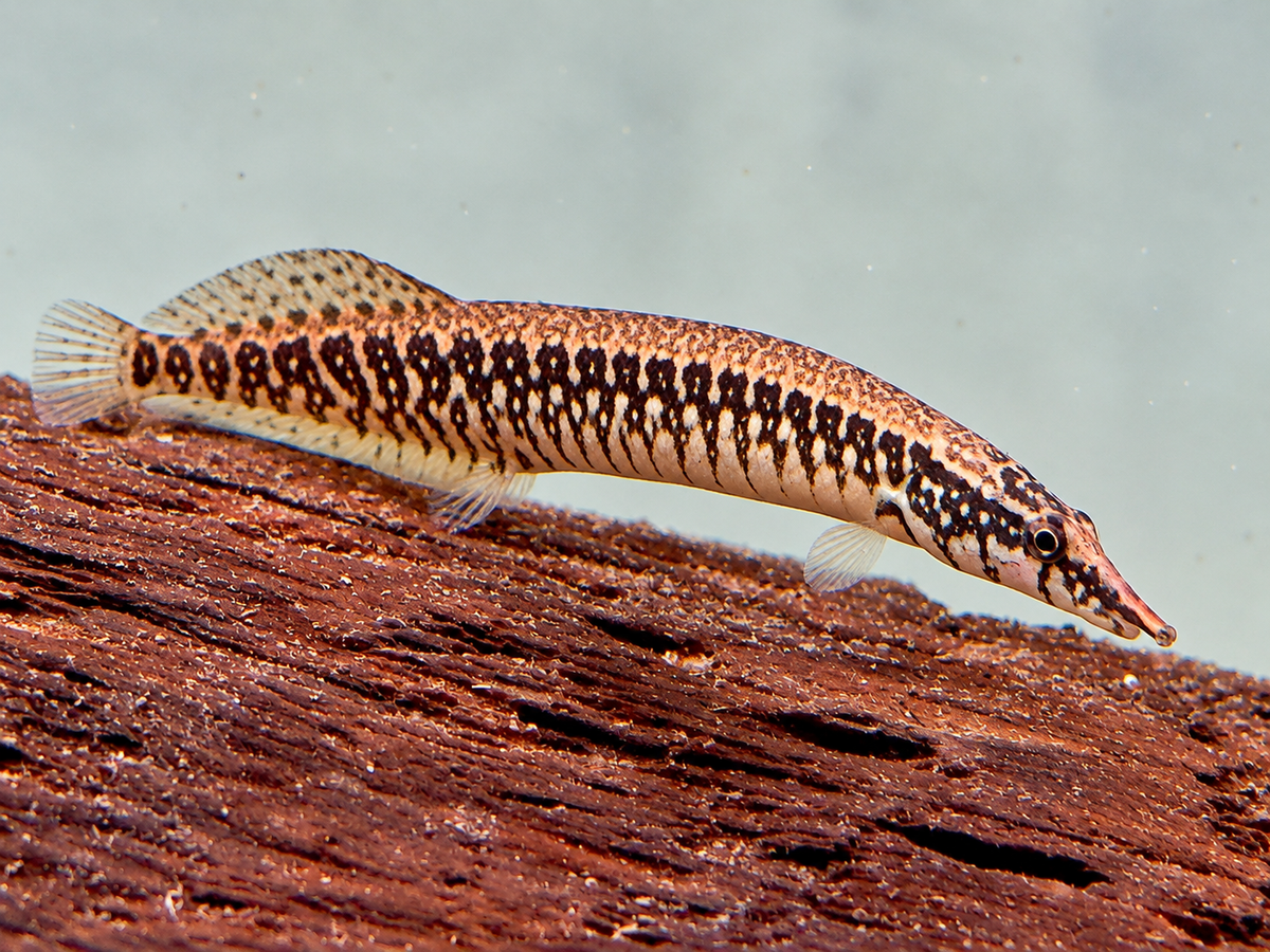 Gürtelstachelaal Macrognathus circumcinctus