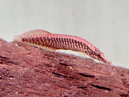 Gürtelstachelaal Macrognathus circumcinctus