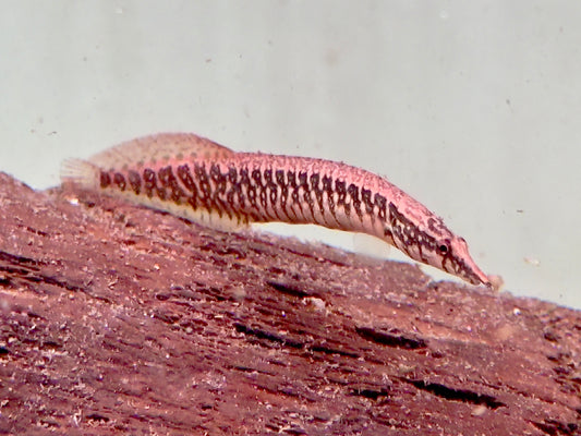 Gürtelstachelaal Macrognathus circumcinctus
