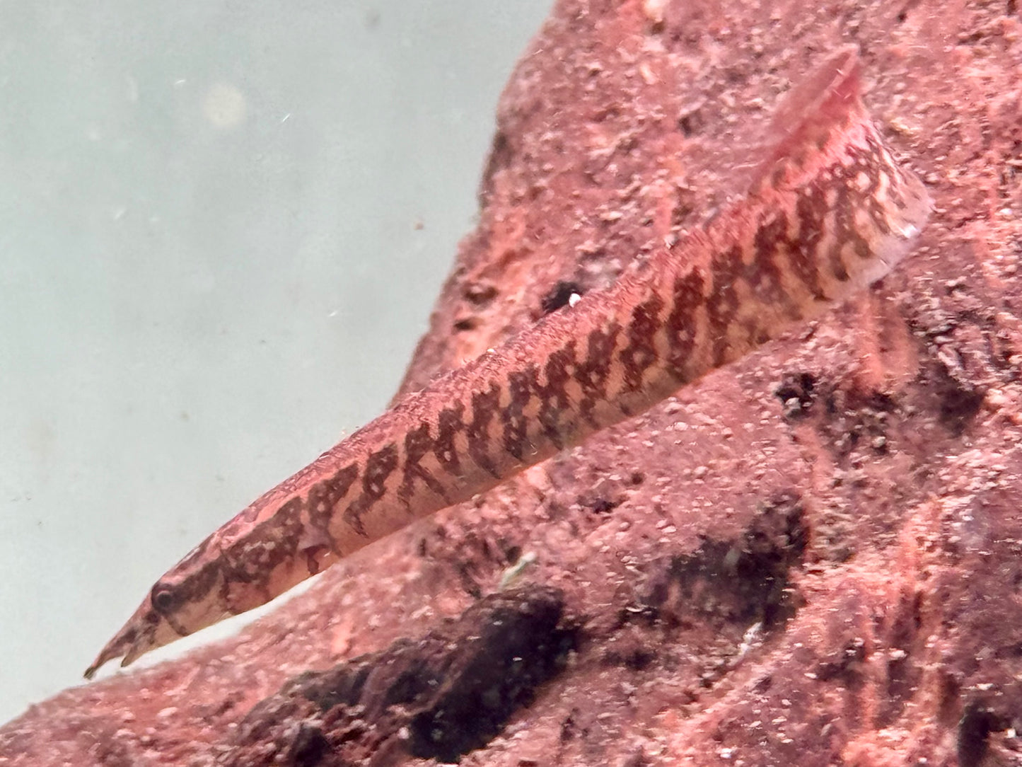 Gürtelstachelaal Macrognathus circumcinctus