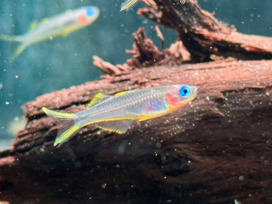 Gabelschwanz Blauauge Pseudomugil furcatus