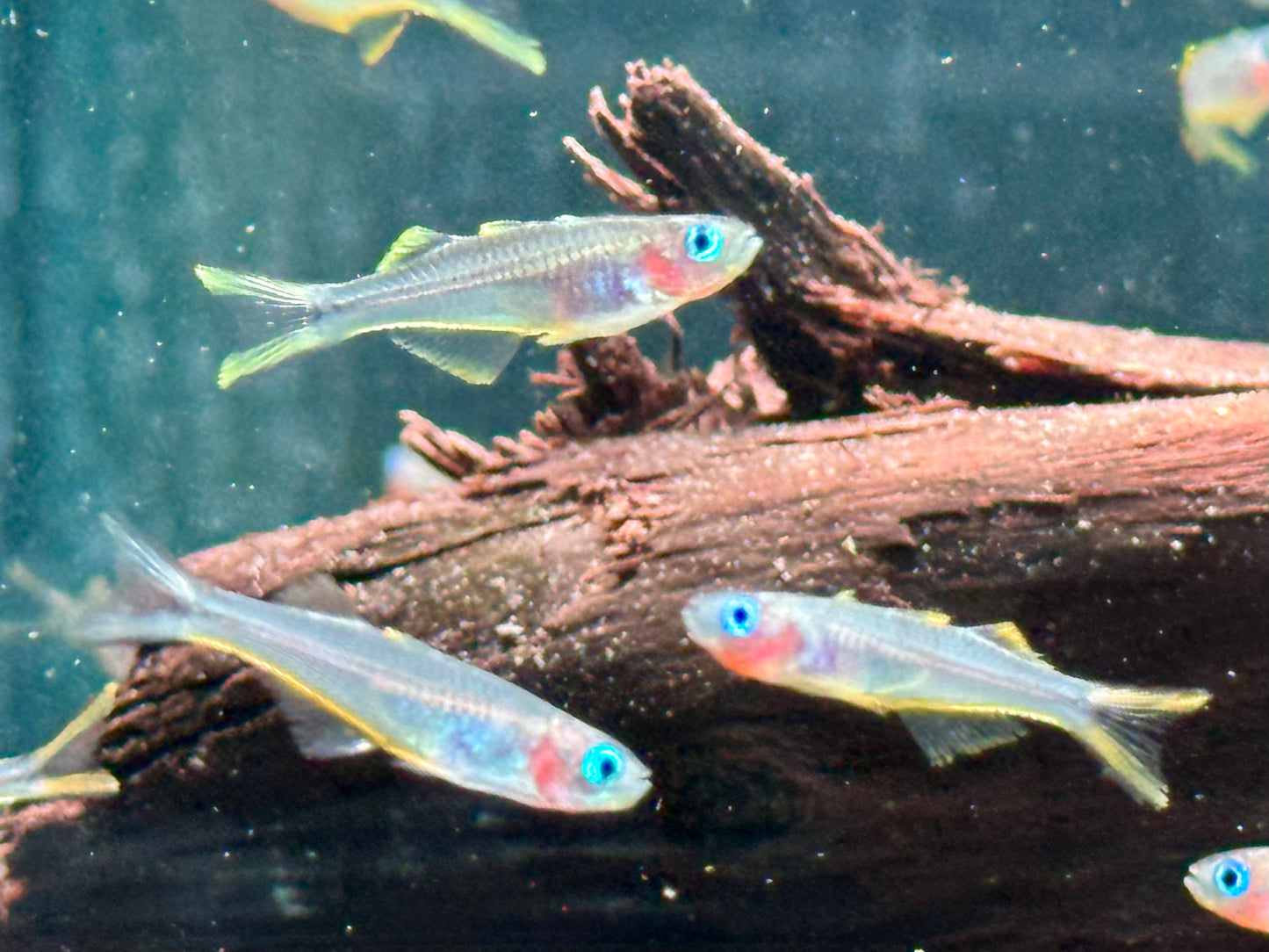 Gabelschwanz Blauauge Pseudomugil furcatus