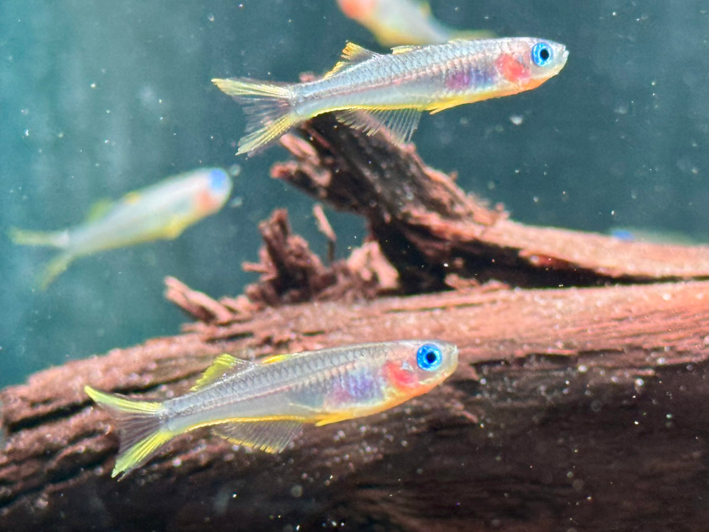 Gabelschwanz Blauauge Pseudomugil furcatus
