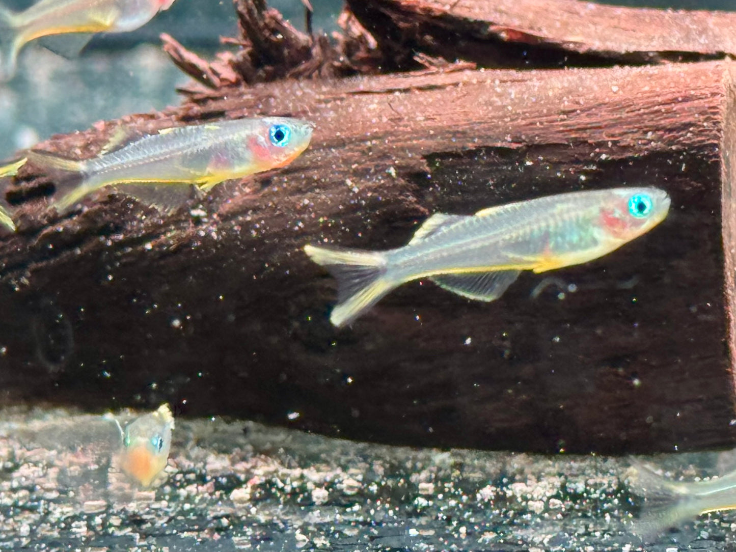 Gabelschwanz Blauauge Pseudomugil furcatus