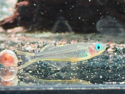 Gabelschwanz Blauauge Pseudomugil furcatus