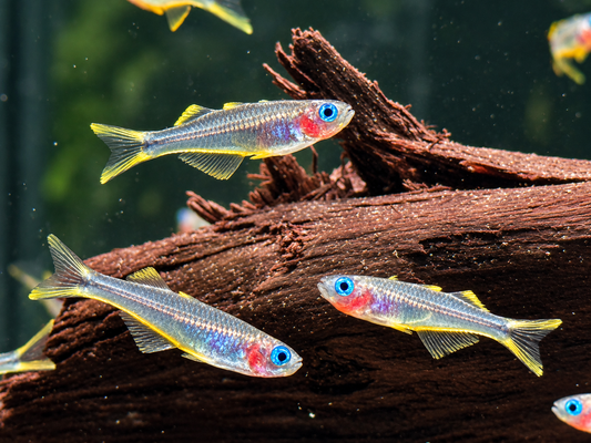 Gabelschwanz Blauauge Pseudomugil furcatus