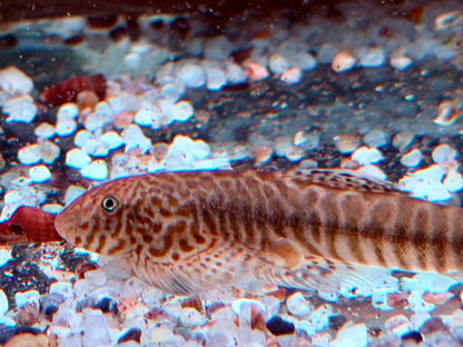Gebänderter Flossensauger Pseudogastromyzon fasciatus 4-5 cm